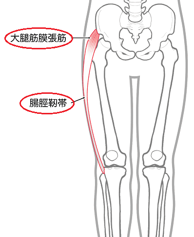 大腿筋膜張筋に硬さがあると下半身の悩みが多いです。