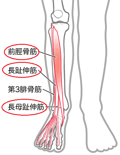 足関節の背屈に重要な筋群です