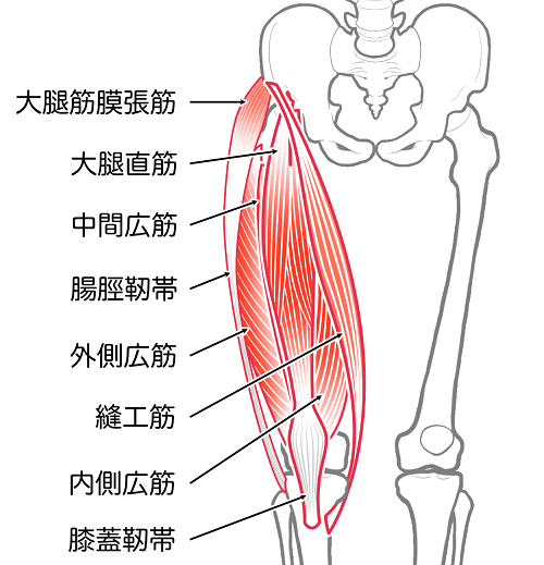 大腿四頭筋部のバランスを良くするのが分裂膝蓋骨には重要です