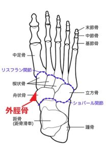 外脛骨の図